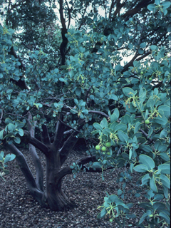 Arctostaphylos glauca (Bigberry manzanita)