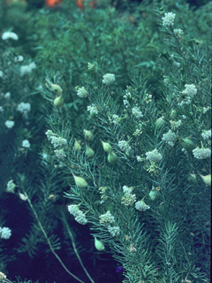 Asclepias linaria (Pine-needle milkweed)