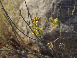 Asclepias subulata (Rush milkweed)