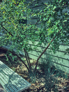 Betula occidentalis (Water birch)
