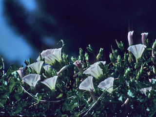Calystegia macrostegia (Island false bindweed)