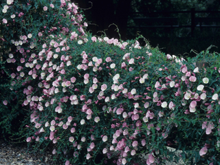 Calystegia purpurata (Pacific false bindweed)