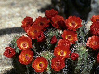 Echinocereus mojavensis (Mojave kingcup cactus)