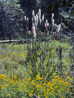 Saccharum giganteum (Sugarcane plumegrass)