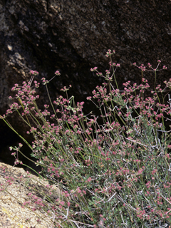 Eriogonum fasciculatum var. polifolium (Eastern mojave buckwheat)