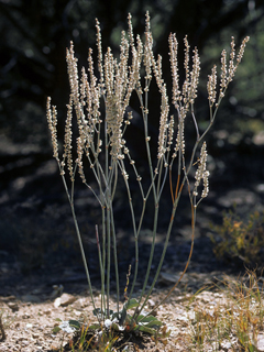 Eriogonum racemosum (Redroot buckwheat)