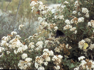 Ageratina wrightii (White mistflower)