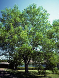 Fraxinus velutina (Arizona ash)