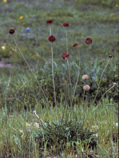 Gaillardia suavis (Pincushion daisy)
