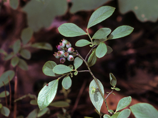 Gaylussacia dumosa (Dwarf huckleberry)