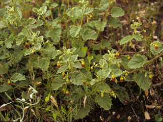 Hermannia texana (Texas burstwort)
