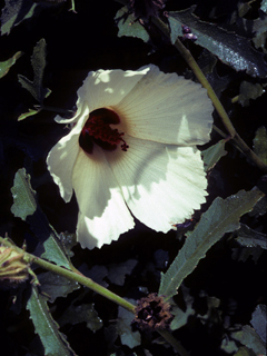 Hibiscus aculeatus (Comfortroot)