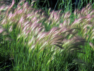 Hordeum jubatum (Foxtail barley)
