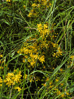 Hypericum sphaerocarpum (Roundseed st. john's-wort)