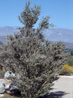 Hyptis emoryi (Desert lavender)