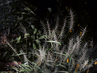 Elymus hystrix var. hystrix (Eastern bottlebrush grass)