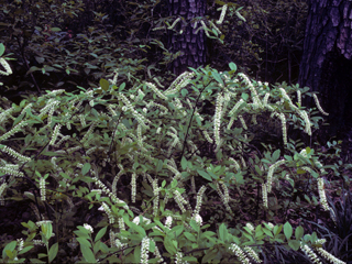 Itea Virginica Virginia Sweetspire Native Plants Of North America,How Long Do Bettas Live