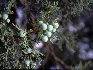 Juniperus deppeana (Alligator juniper)
