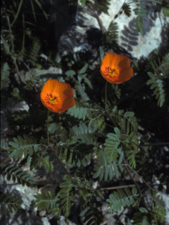 Kallstroemia grandiflora (Arizona poppy)