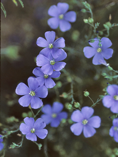 Linum lewisii (Wild blue flax)