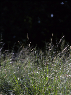 Melica imperfecta (Smallflower melic grass)