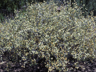 Mimosa texana (Texas mimosa)
