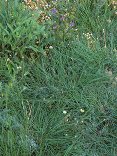 Muhlenbergia cuspidata (Plains muhly)