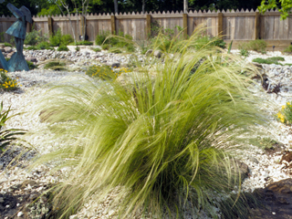 Nassella tenuissima (Mexican feathergrass)