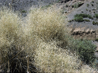 Achnatherum hymenoides (Indian ricegrass)