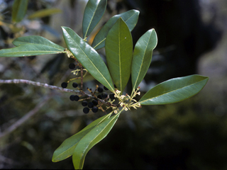 Osmanthus americanus (American olive)