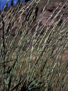 Pascopyrum smithii (Western wheatgrass)