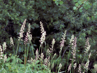 Phalaris arundinacea (Reed canary grass)