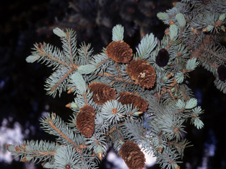 Picea pungens (Blue spruce)
