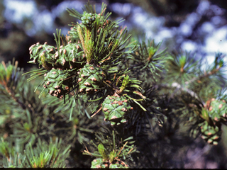 Pinus cembroides (Mexican pinyon)