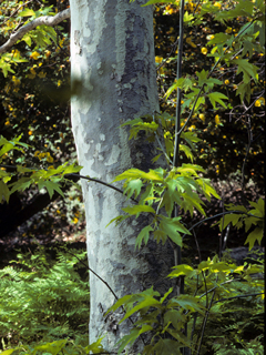 Platanus racemosa (California sycamore)