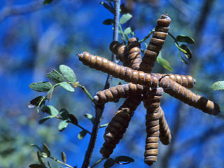 Prosopis pubescens (Screwbean mesquite)