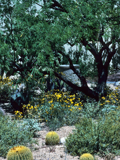 Prosopis velutina (Velvet mesquite)