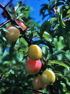 Prunus angustifolia (Chickasaw plum)