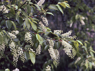 Prunus serotina var. serotina (Eastern black cherry)