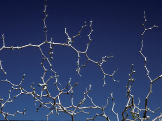 Psorothamnus spinosus (Smoketree)
