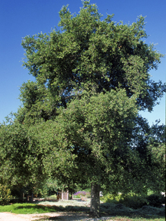 Quercus agrifolia (California live oak)