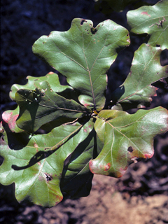 Quercus marilandica (Blackjack oak)