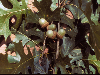 Quercus shumardii (Shumard oak)