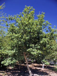 Quercus sinuata var. sinuata (Durand oak)