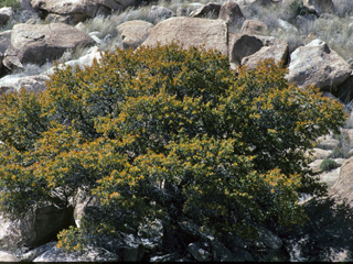 Quercus toumeyi (Toumey oak)