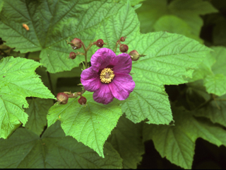 Rubus odoratus (Purple-flowering raspberry)