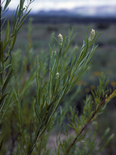 Salix taxifolia (Yewleaf willow)
