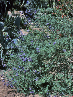 Salvia clevelandii (Fragrant sage)