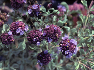Salvia dorrii (Purple sage)