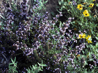 Salvia munzii (Munz's sage)